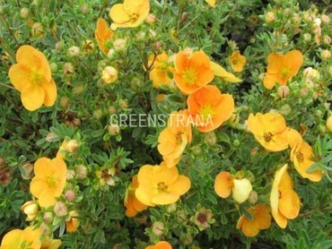 Лапчатка кустарниковая Аннет (Potentilla fruticosa 'Annette')