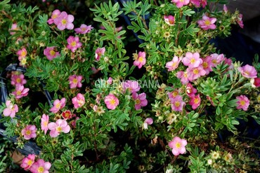 Лапчатка кустарниковая Принцесс Блик (Potentilla fruticosa 'Princess Blick')