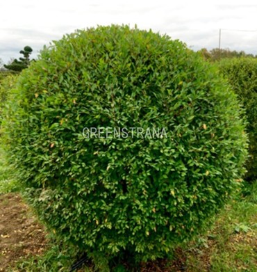 Вяз мелколистный (Ulmus parvifolia)