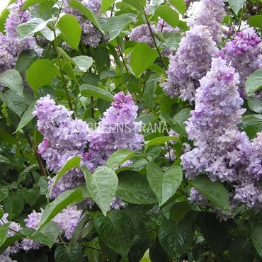 Сирень обыкновенная Небо Москвы (Syringa vulgaris 'Nebo Moskvy')