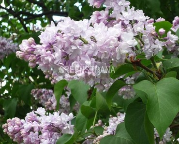 Сирень обыкновенная Полина Осипенко (Syringa vulgaris 'Polina Osipenko')