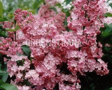 Сирень гиацинтовая Мейденс Блаш (Syringa x hyacinthiflora 'Maiden's Blush')