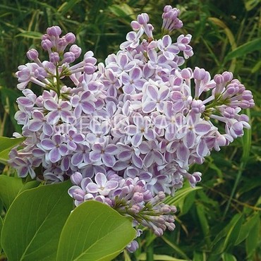 Сирень обыкновенная Лила Вандер (Syringa vulgaris 'Lila Wonder')