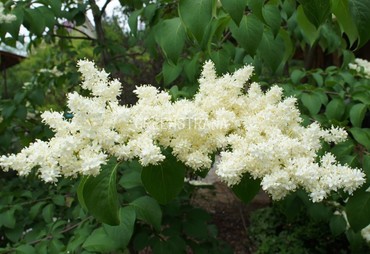 Сирень амурская (Syringa amurensis)