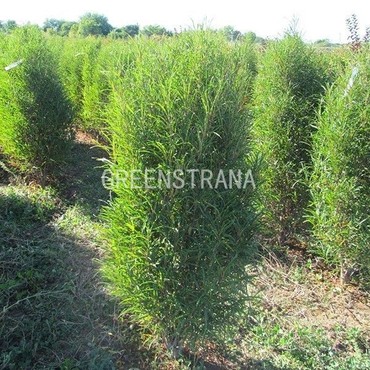 Крушина ломкая Фастигиата (Frangula alnus 'Fastigiata')