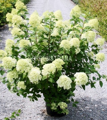 Гортензия метельчатая Лаймлайт (Hydrangea paniculata 'Limelight')