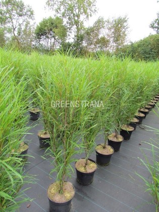 Крушина ломкая Файн Лайн (Frangula alnus 'Fine Line')