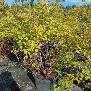 Стефанандра Танакэ (Stephanandra tanakae)