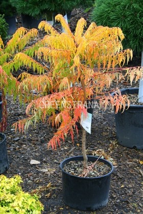 Сумах пушистый Тайгер Айз (Rhus typhina 'Tiger Eyes')