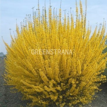 Форзиция промежуточная Спектабилис (Forsythia x intermedia 'Spectabilis')