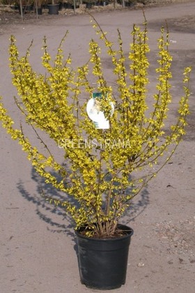 Форзиция промежуточная Вик Энд (Forsythia x intermedia 'Week End')
