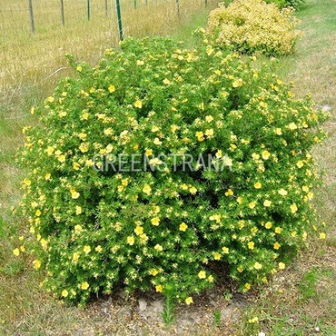 Лапчатка кустарниковая Гольдтеппих (Potentilla fruticosa 'Goldteppich')