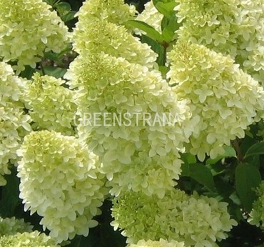 Гортензия метельчатая Мэджикал Кэндл (Hydrangea paniculata 'Magical Candle')