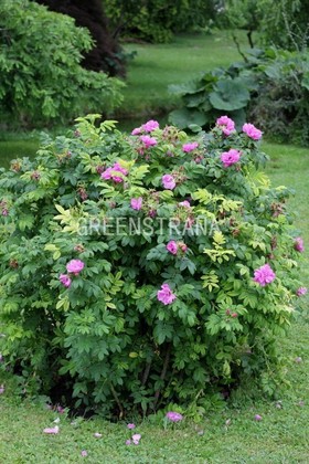 Роза морщинистая (Rosa rugosa)