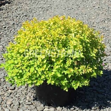 Спирея березолистная Тор (Spiraea betulifolia 'Tor')