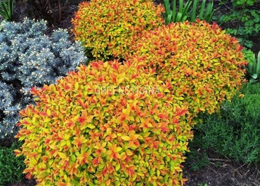 Спирея японская Голдфлейм (Spiraea japonica 'Goldflame')