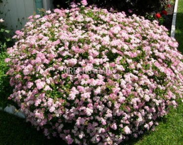 Спирея японская Литтл Принцесс (Spiraea japonica 'Little Princess')
