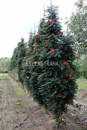 Рябина обыкновенная Фастигиата (Sorbus aucuparia 'Fastigiata')