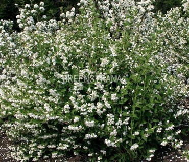 Чубушник Воздушный десант (Philadelphus 'Vozdushny Desant')