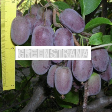 Актинидия коломикта Сиреневый туман (Actinidia kolomikta 'Sirenevyj Tuman')