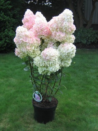 Гортензия метельчатая Ванилла Фрейз (Hydrangea paniculata 'Vanille Fraise')