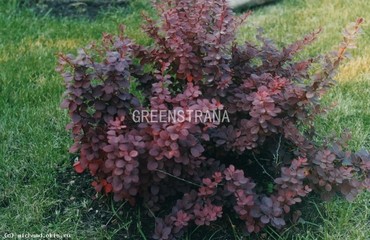 Барбарис обыкновенный ф. пурпурная (Berberis vulgaris f. atropurpurea)