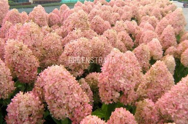 Гортензия метельчатая Мэджикал Гималаи (Hydrangea paniculata 'Magical Himalaya')