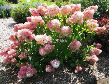 Гортензия метельчатая Мэджикал Свит Саммер (Hydrangea paniculata 'Magical Sweet Summer')