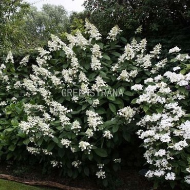 Гортензия метельчатая Папийон (Hydrangea paniculata 'Papillon')