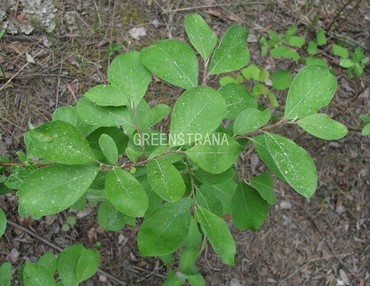 Ива ушастая (Salix aurita)