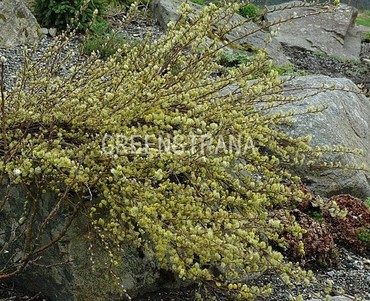Ива ползучая Грин Карпет (Salix repens 'Green Carpet')