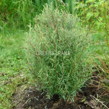 Ива пурпурная Узни (Salix purpurea 'Uzni')
