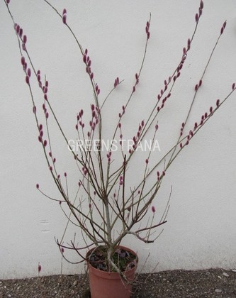 Ива тонкостолбиковая Маунт Асо (Salix gracilistyla 'Mount Aso')