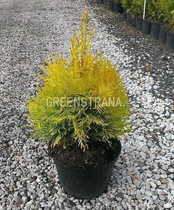 Туя западная Голден Энн (Thuja occidentalis 'Golden Anne')
