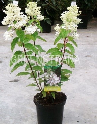 Гортензия метельчатая Уайт Даймонд (Hydrangea paniculata 'White Diamond')