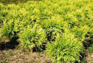 Туя западная Даника Аурея (Thuja occidentalis 'Danica Aurea')