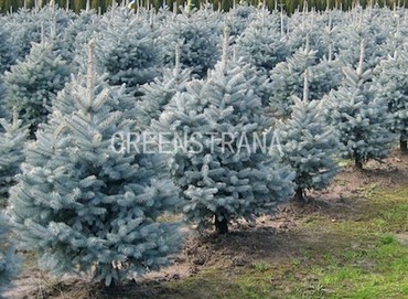 Ель колючая голубая Блю Меджестик (Picea pungens 'Blue Majestic')