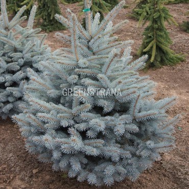 Ель колючая Мисти Блю (Picea pungens 'Misty Blue')