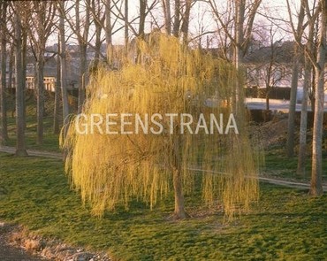 Ива белая плакучая желтокорая (Salix alba var. vitellina 'Pendula')
