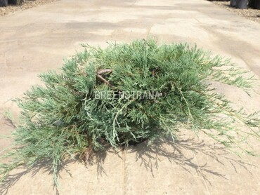 Можжевельник горизонтальный Гласер (Juniperus horizontalis 'Glacier')
