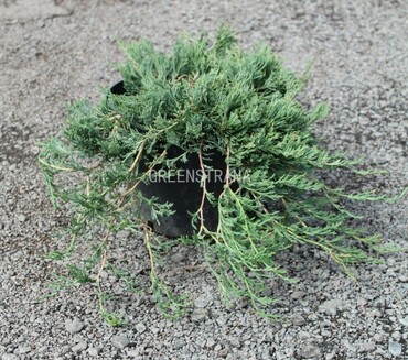 Можжевельник горизонтальный Джейд Ривер (Juniperus horizontalis 'Jade River')
