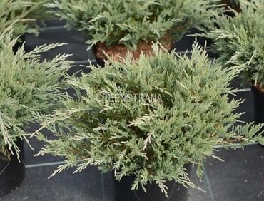 Можжевельник горизонтальный Хьюз (Juniperus horizontalis 'Hughes')