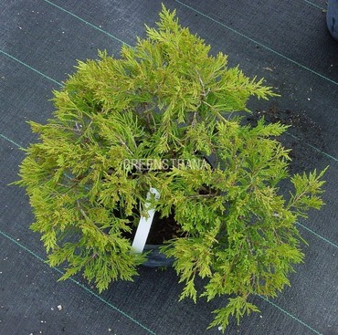 Можжевельник казацкий Броадмур (Juniperus sabina 'Broadmoor')