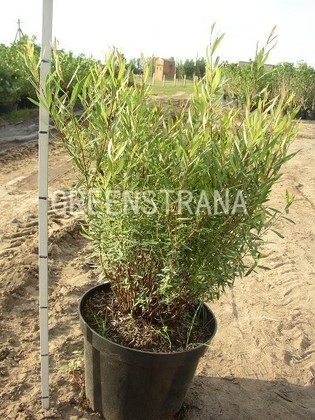 Ива гибридная Коралл (Salix x 'Korall')