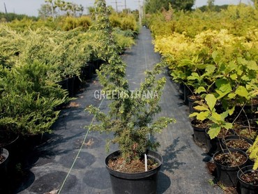 Можжевельник обыкновенный Шневердингер Голдмахангел (Juniperus communis 'Schneverdinger Goldmachangel')