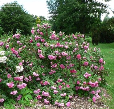 Роза морщинистая Адмирейшн (Rosa rugosa 'Admiration')
