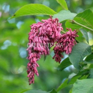 Сирень пониклая Рефлекса (Syringa reflexa)