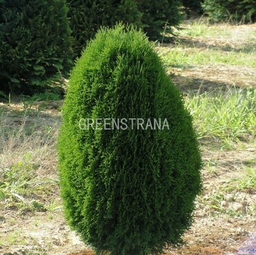 Туя западная Грин Эгг (Thuja occidentalis 'Green Egg')
