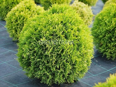 Туя западная Давид Лайт (Thuja occidentalis 'David Light')