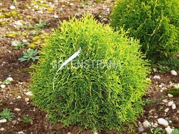 Туя западная Ватерфилд (Thuja occidentalis 'Waterfield')